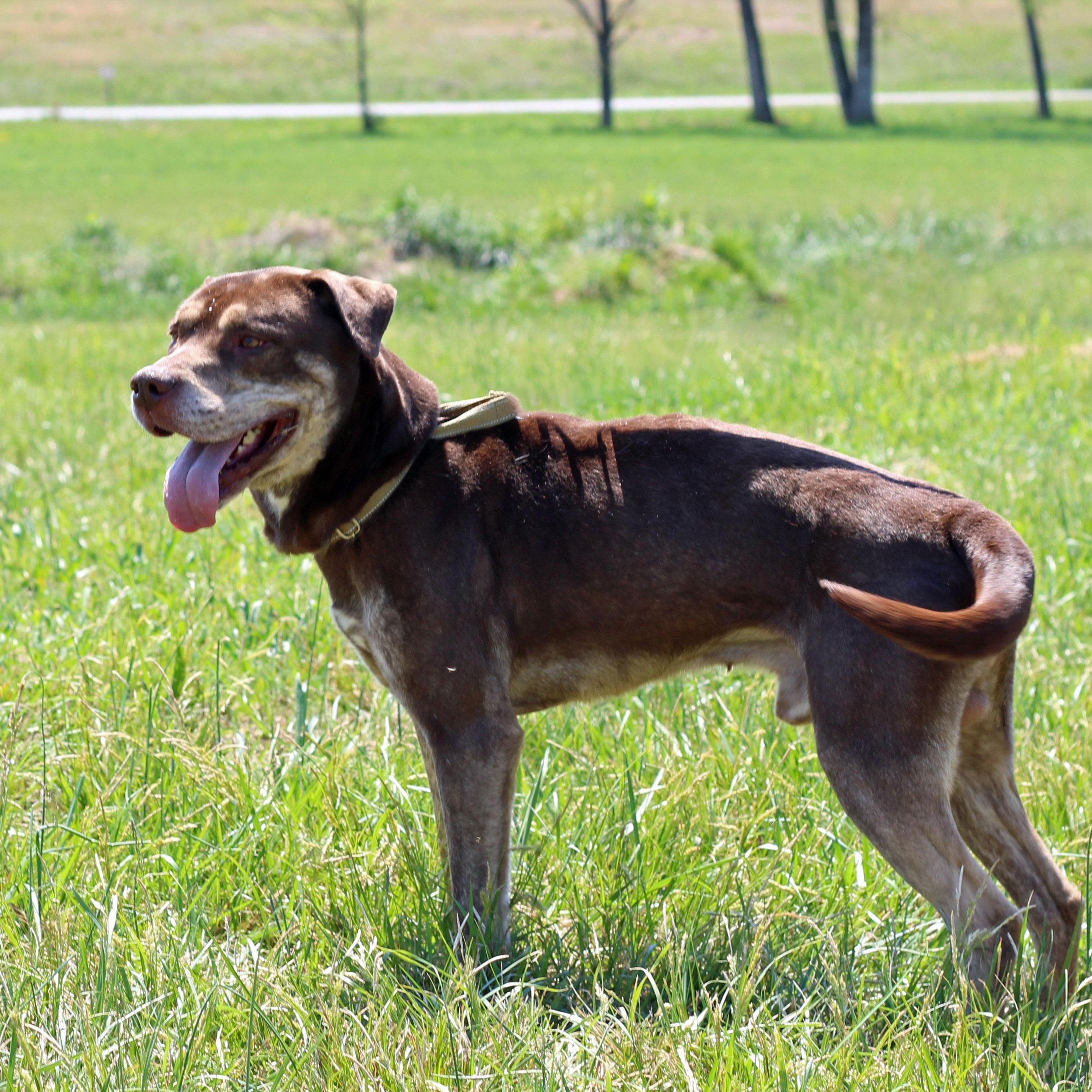 Enlarge Brownie, a ADOPTABLE mixed breed in Lebanon, TN image 4/6
