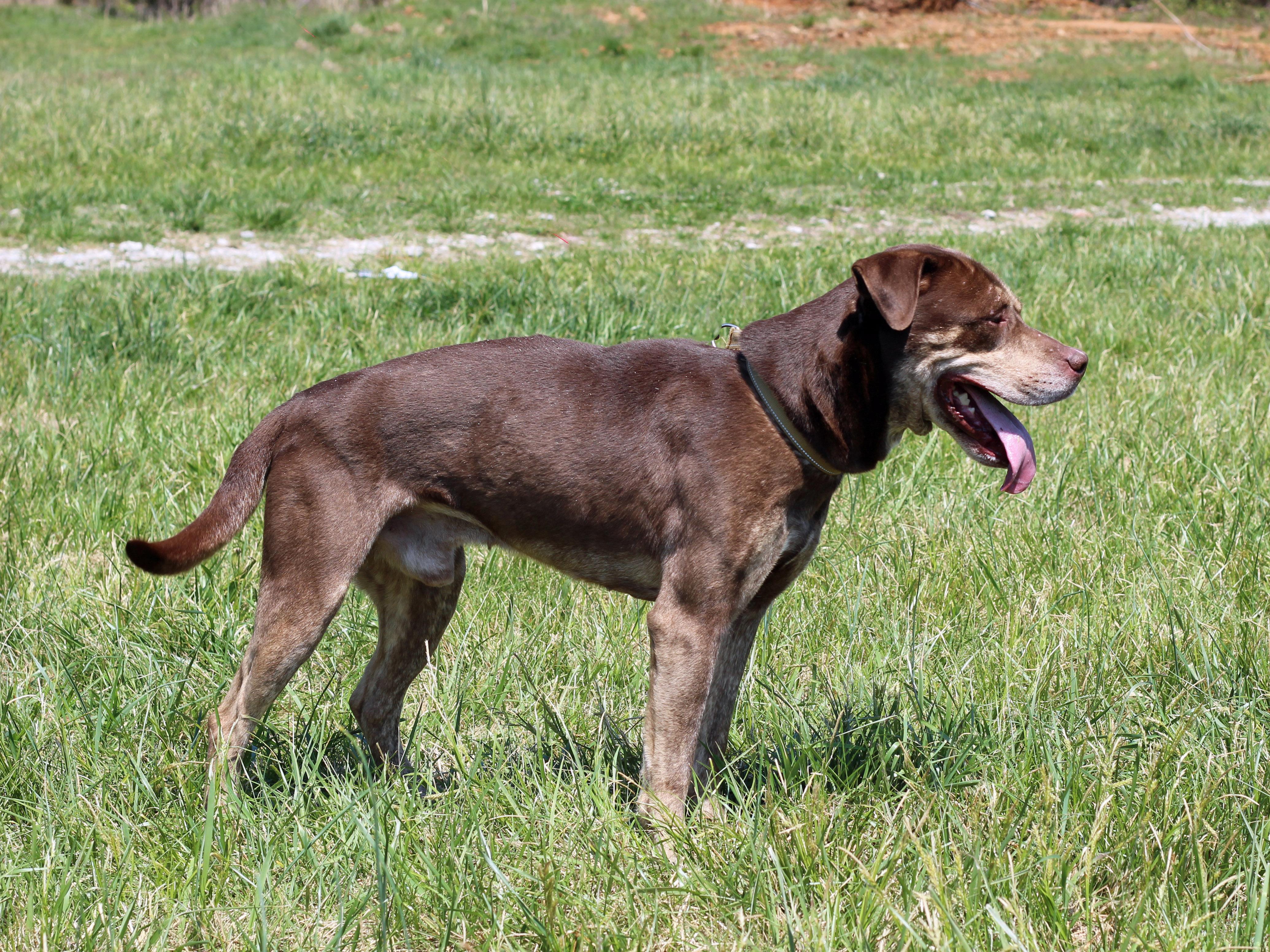 Enlarge Brownie, a ADOPTABLE mixed breed in Lebanon, TN image 6/6