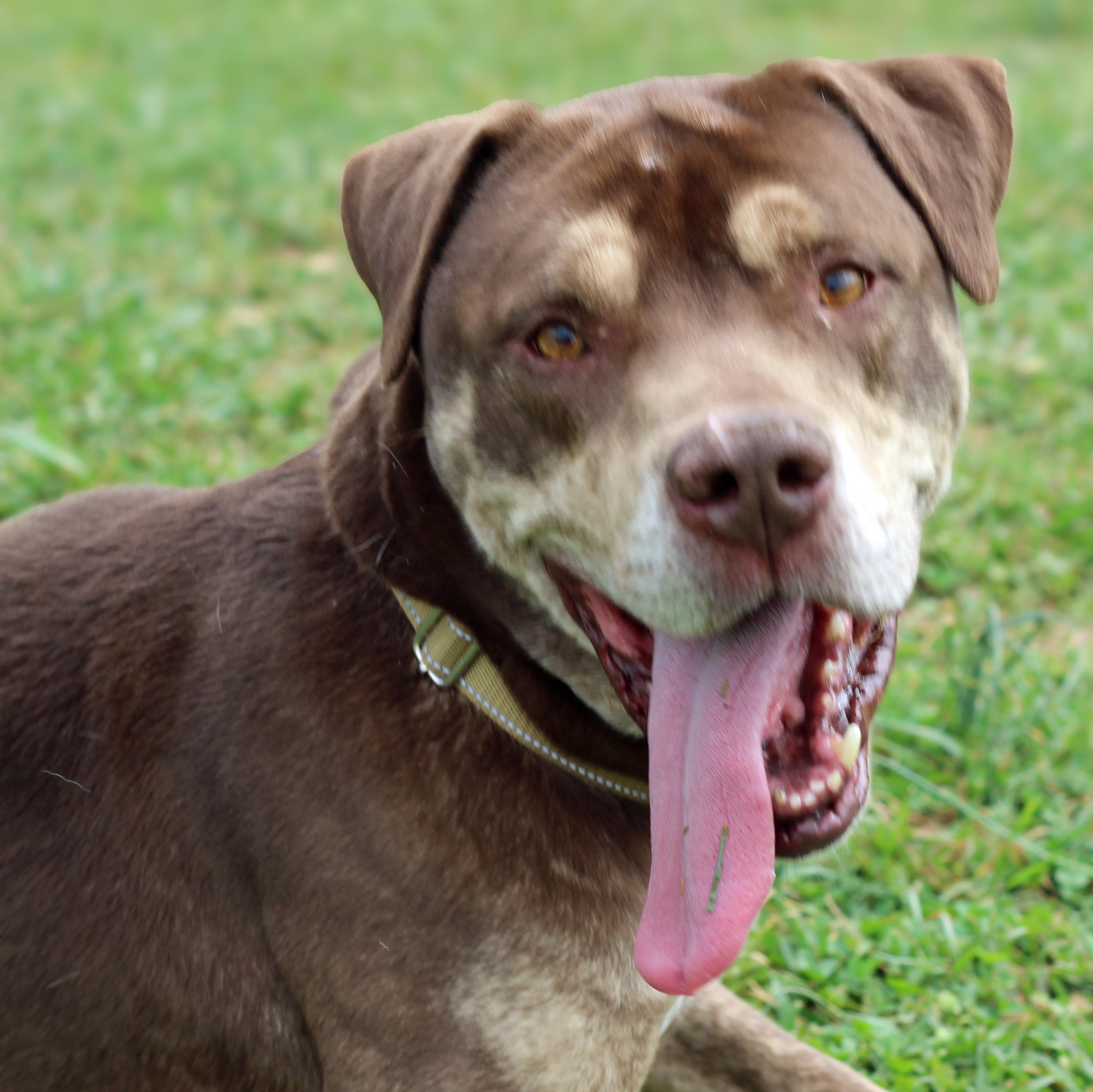 Enlarge Brownie, a ADOPTABLE mixed breed in Lebanon, TN image 1/6