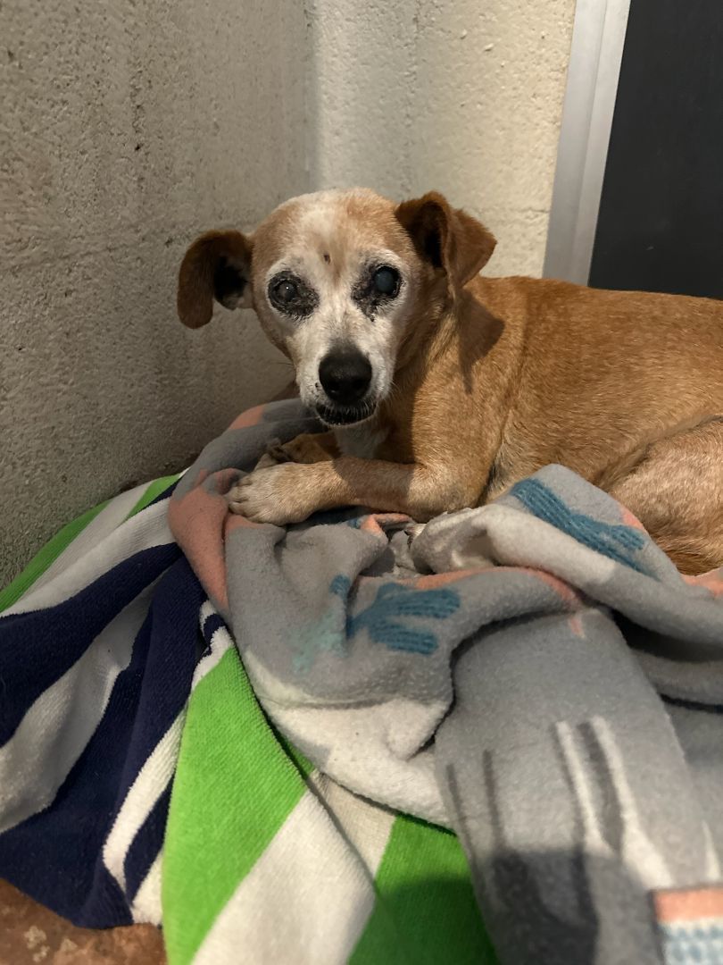 july, a Adoptable mixed breed in Brea, CA image 1/10