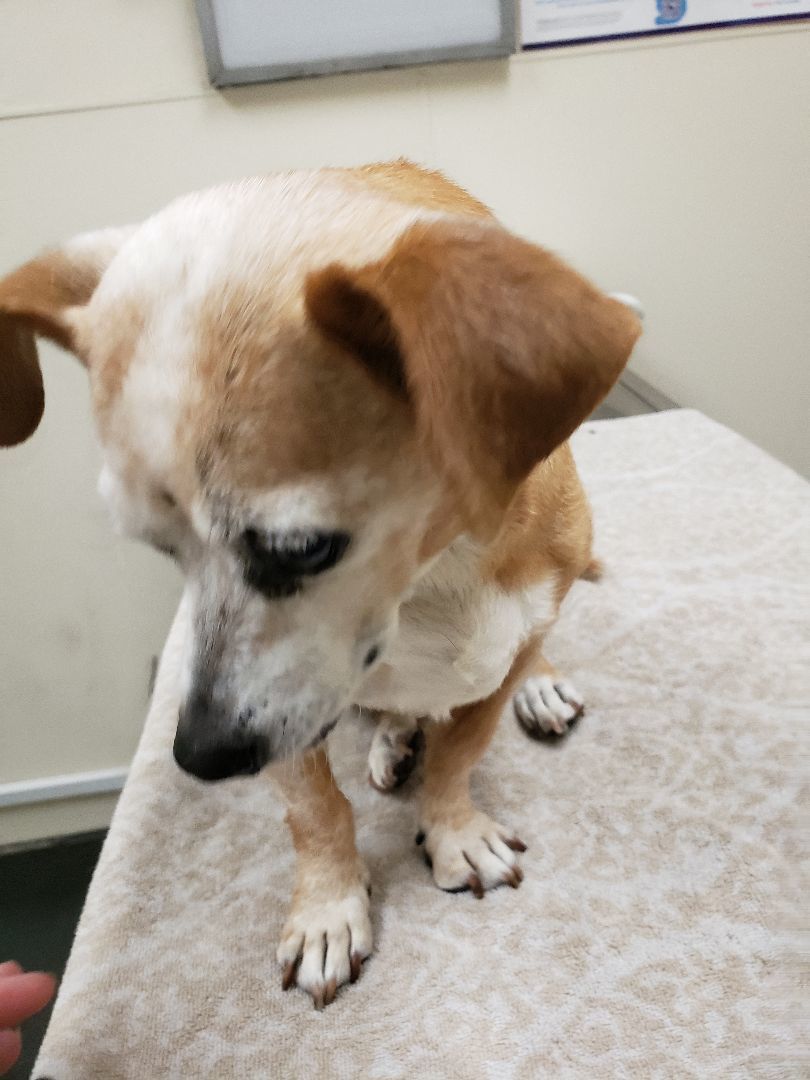 july, a Adoptable mixed breed in Brea, CA image 2/10