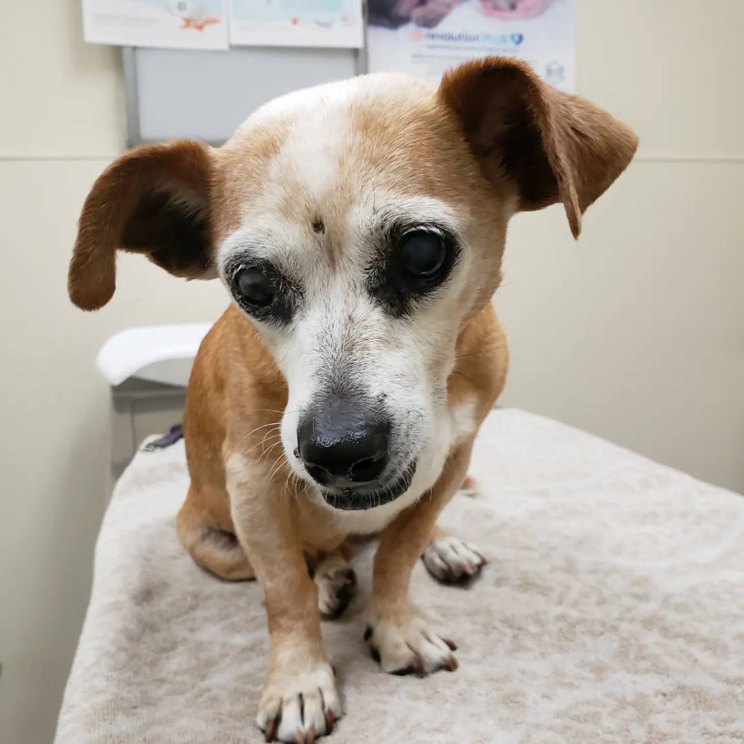 july, a Adoptable mixed breed in Brea, CA image 3/10