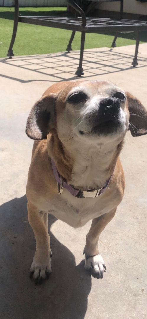 july, a Adoptable mixed breed in Brea, CA image 4/10