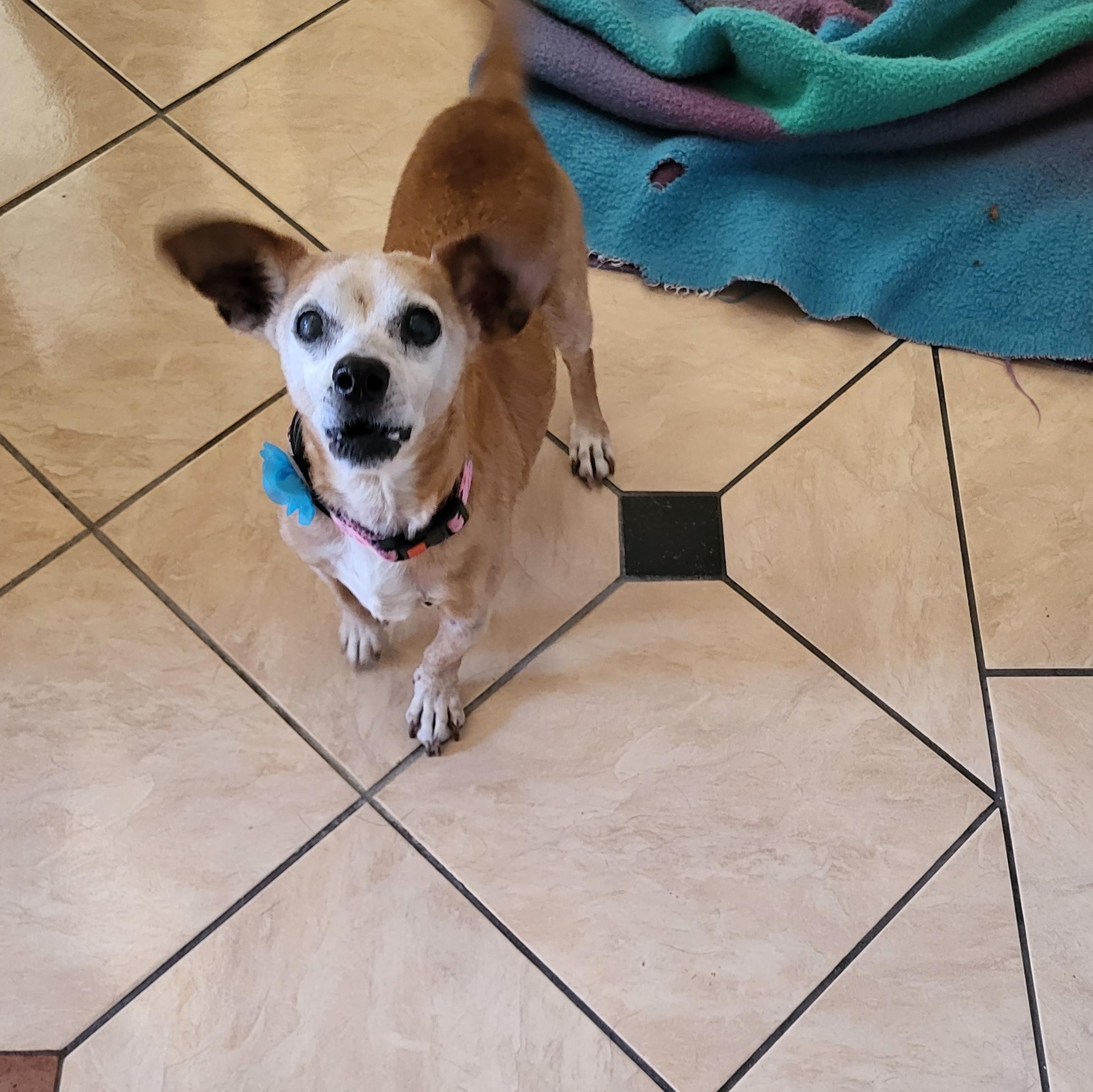 july, Adoptable, Senior Female Chihuahua.