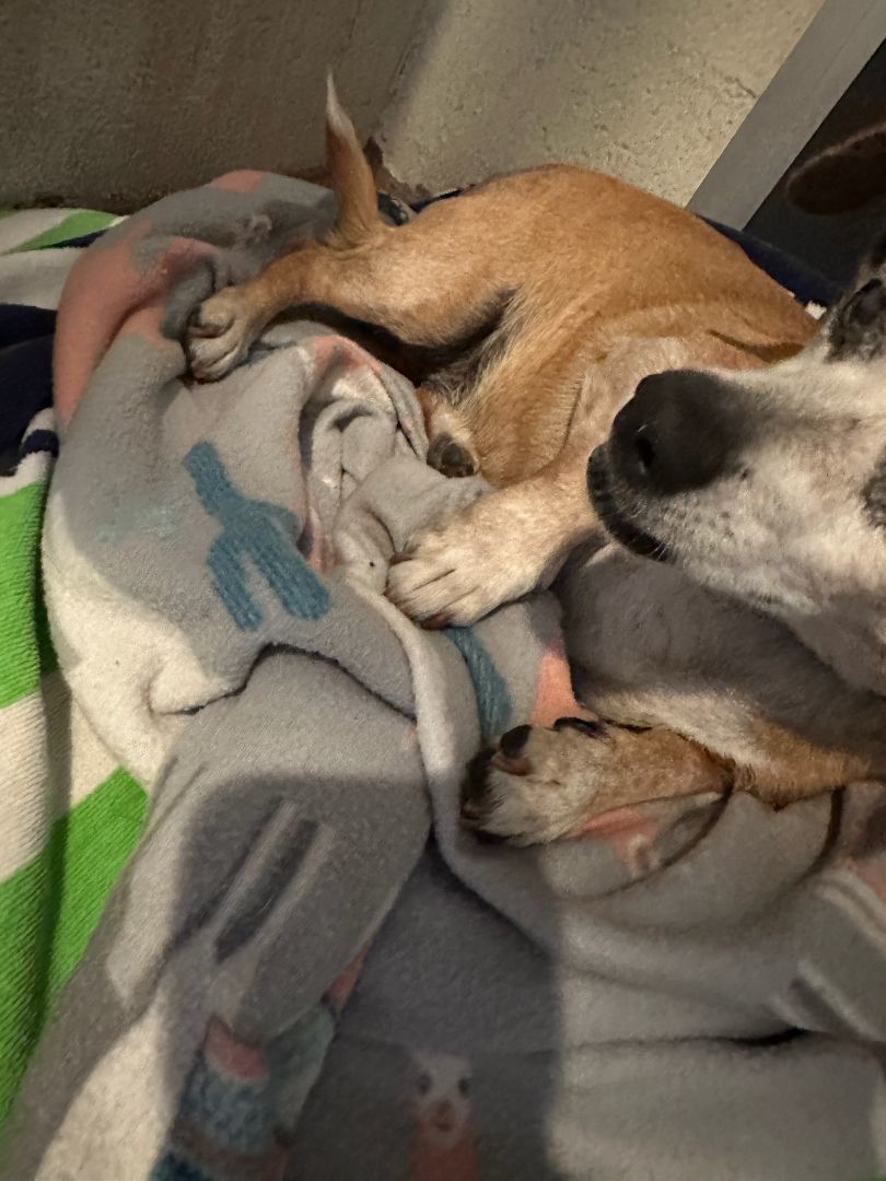 july, a Adoptable mixed breed in Brea, CA image 5/10