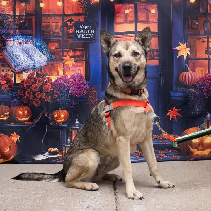 Sasha, an adopted mixed breed in Vine Grove, KY image 4/6