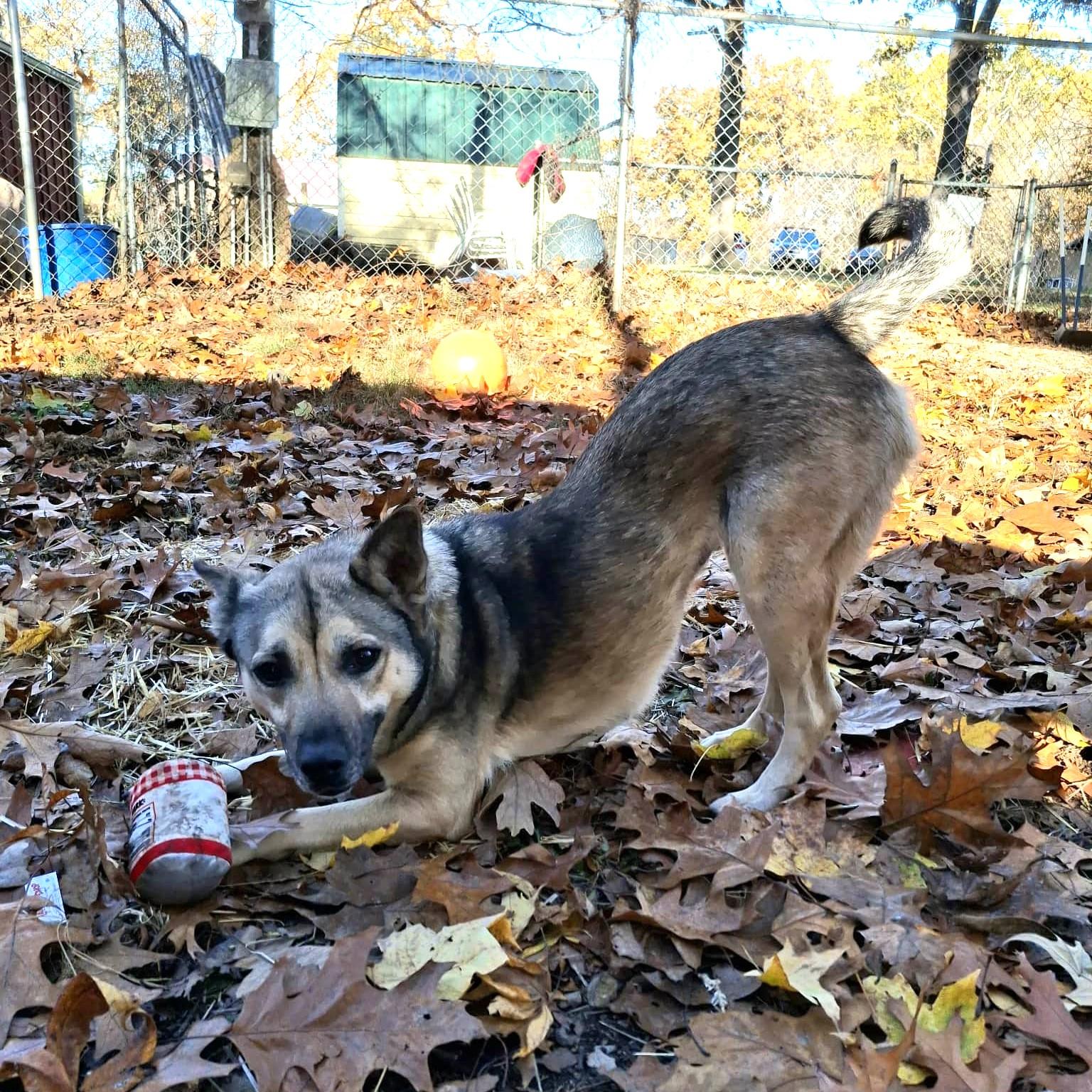 Sasha, an adopted mixed breed in Vine Grove, KY image 3/6