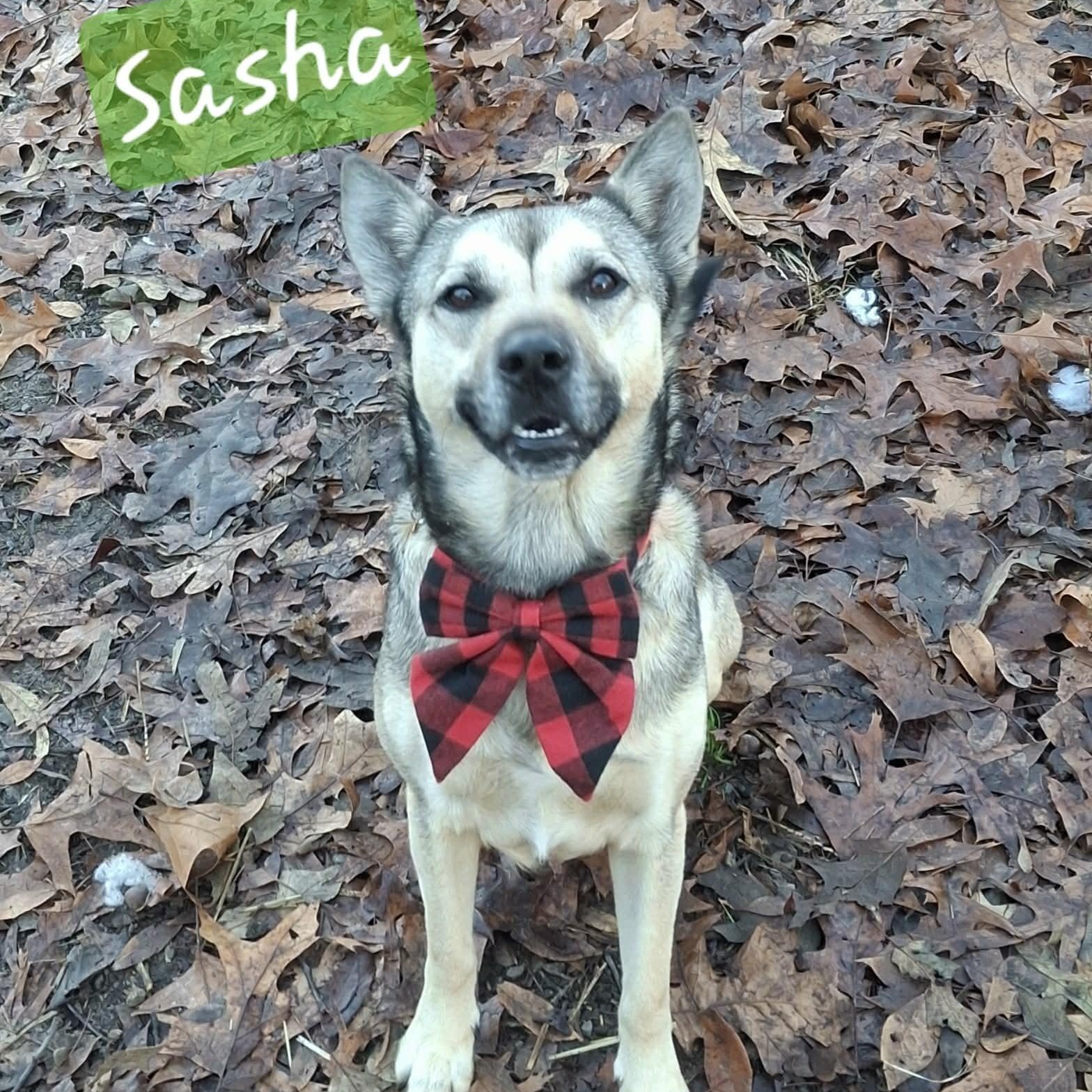 Sasha, an adopted mixed breed in Vine Grove, KY image 1/6