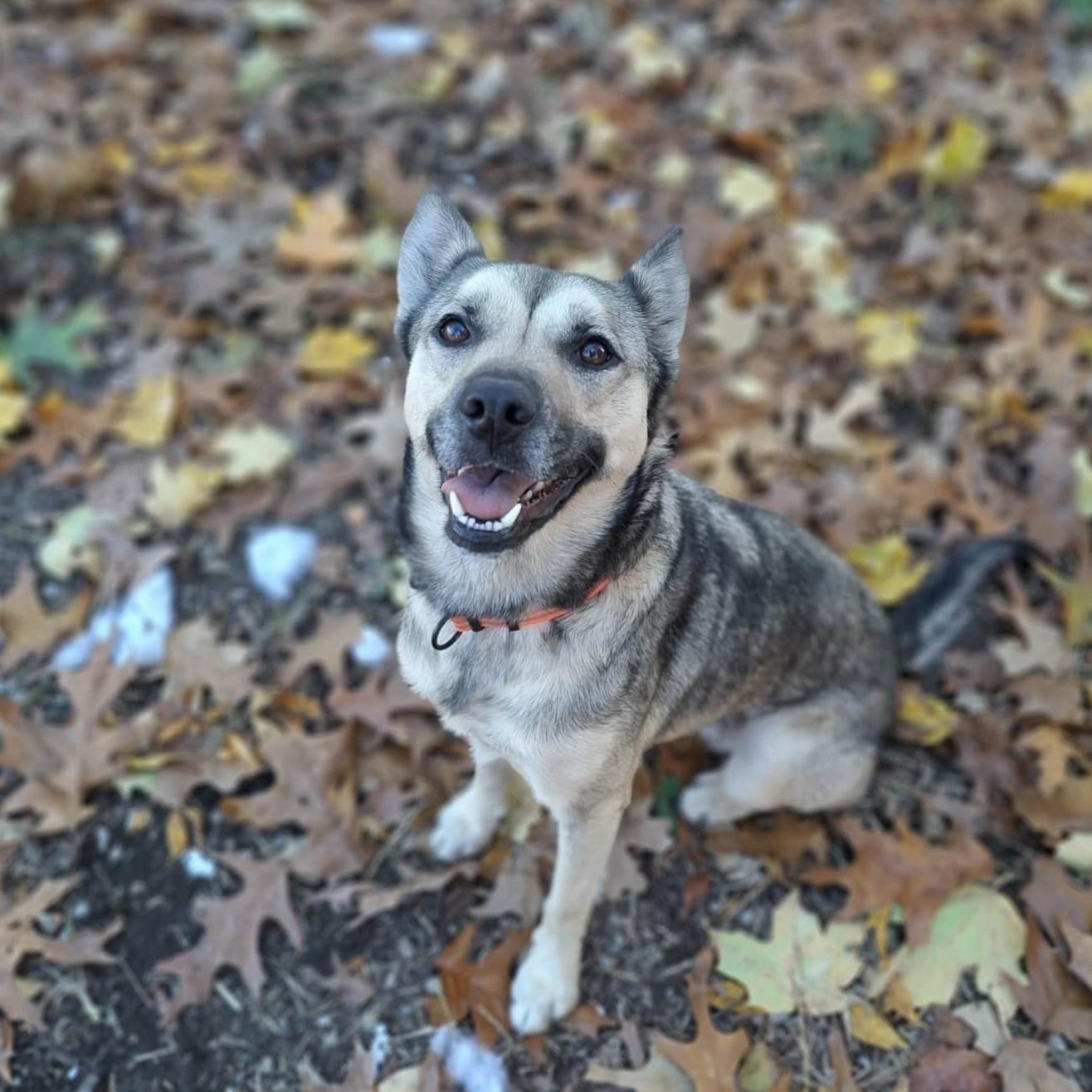 Sasha, an adopted mixed breed in Vine Grove, KY image 2/6