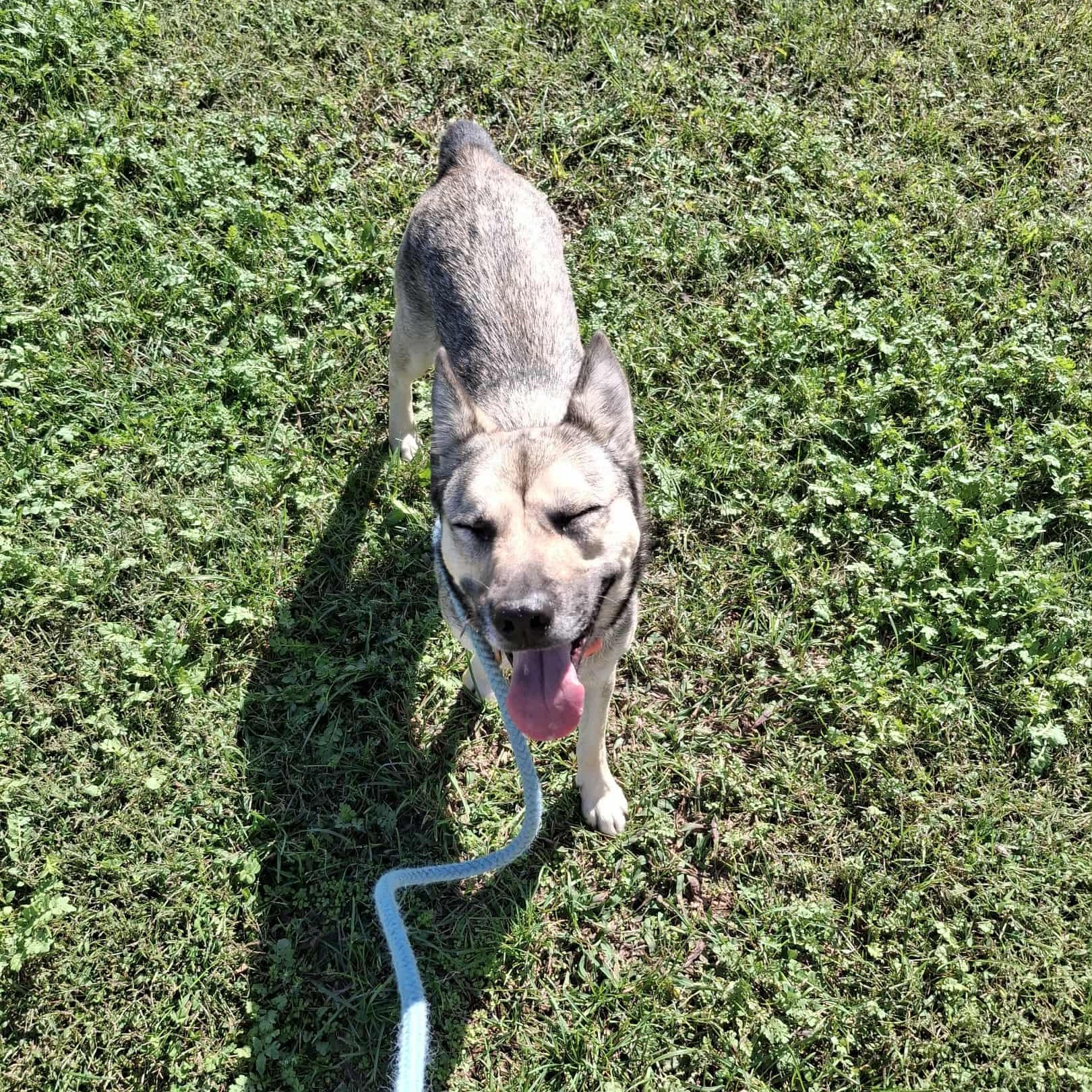 Sasha, an adopted mixed breed in Vine Grove, KY image 5/6