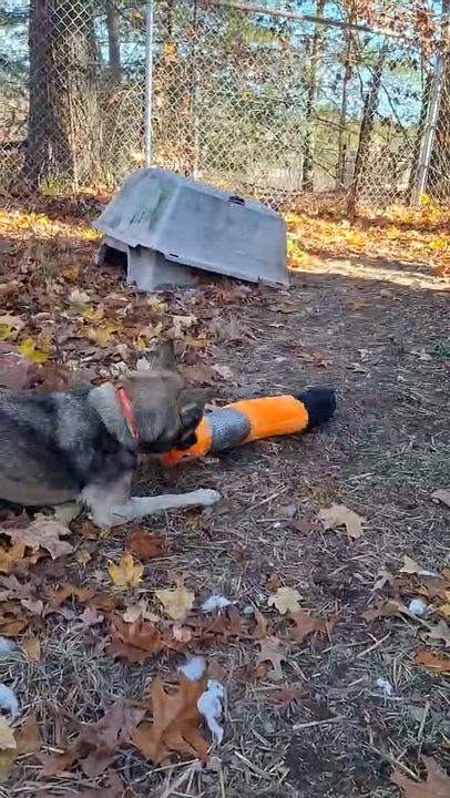 Enlarge Sasha, an adopted mixed breed in Vine Grove, KY video 6/6