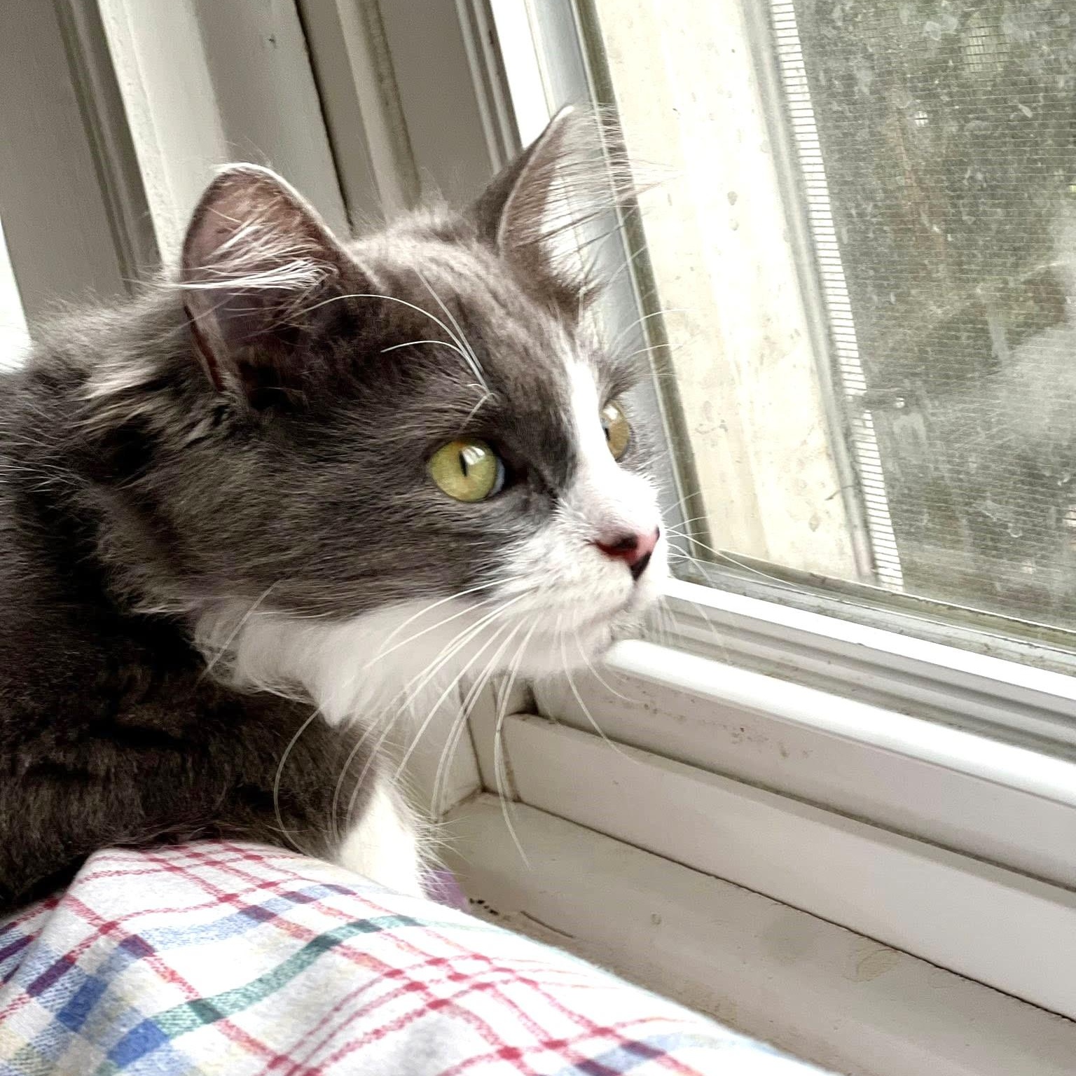 Enlarge Saeris, an adopted Domestic Medium Hair in Apex, NC image 5/5