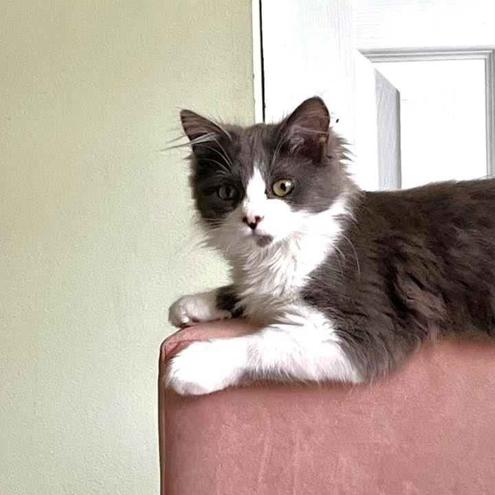 Enlarge Saeris, an adopted Domestic Medium Hair in Apex, NC image 4/5