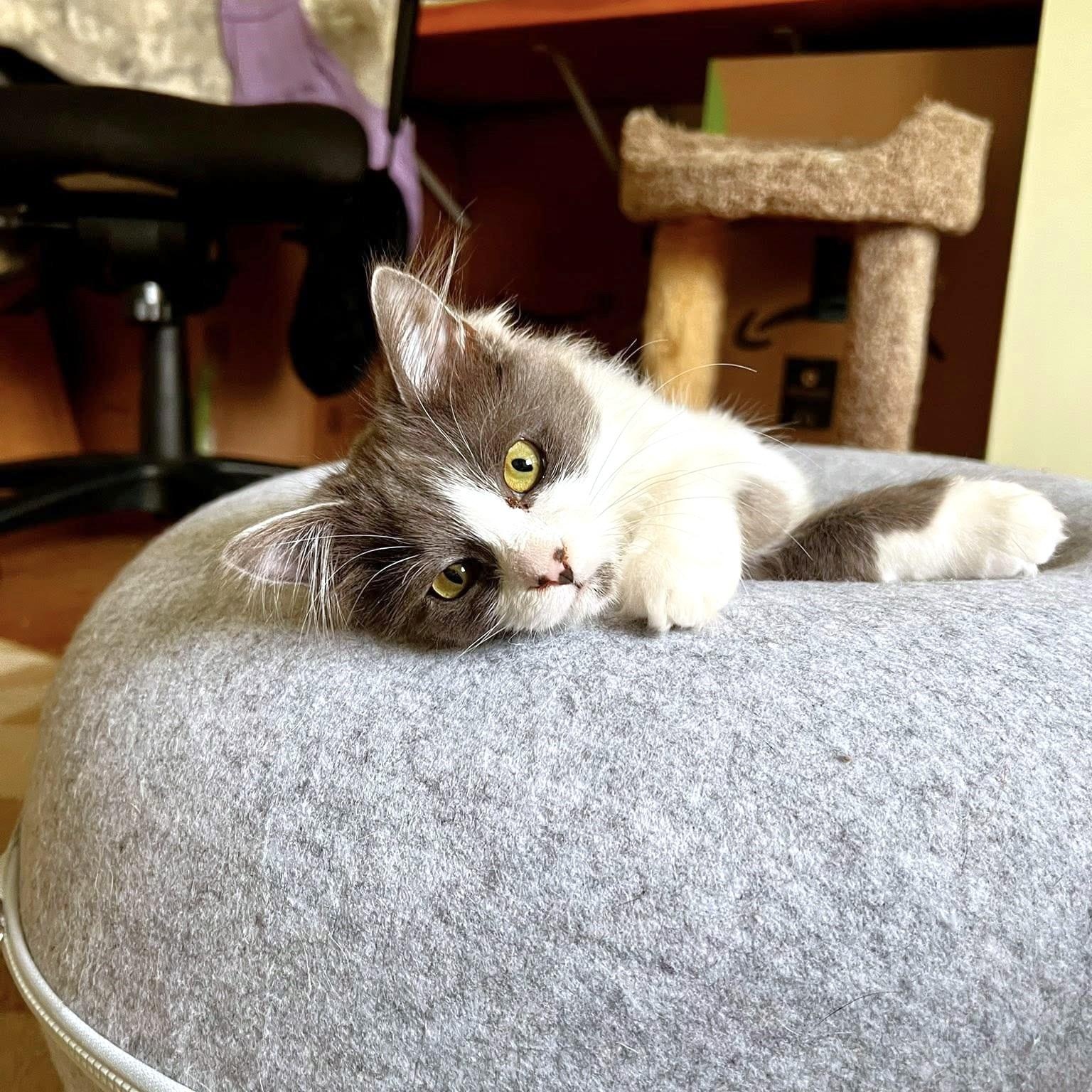 Saeris, adopted, Kitten Female Domestic Medium Hair.