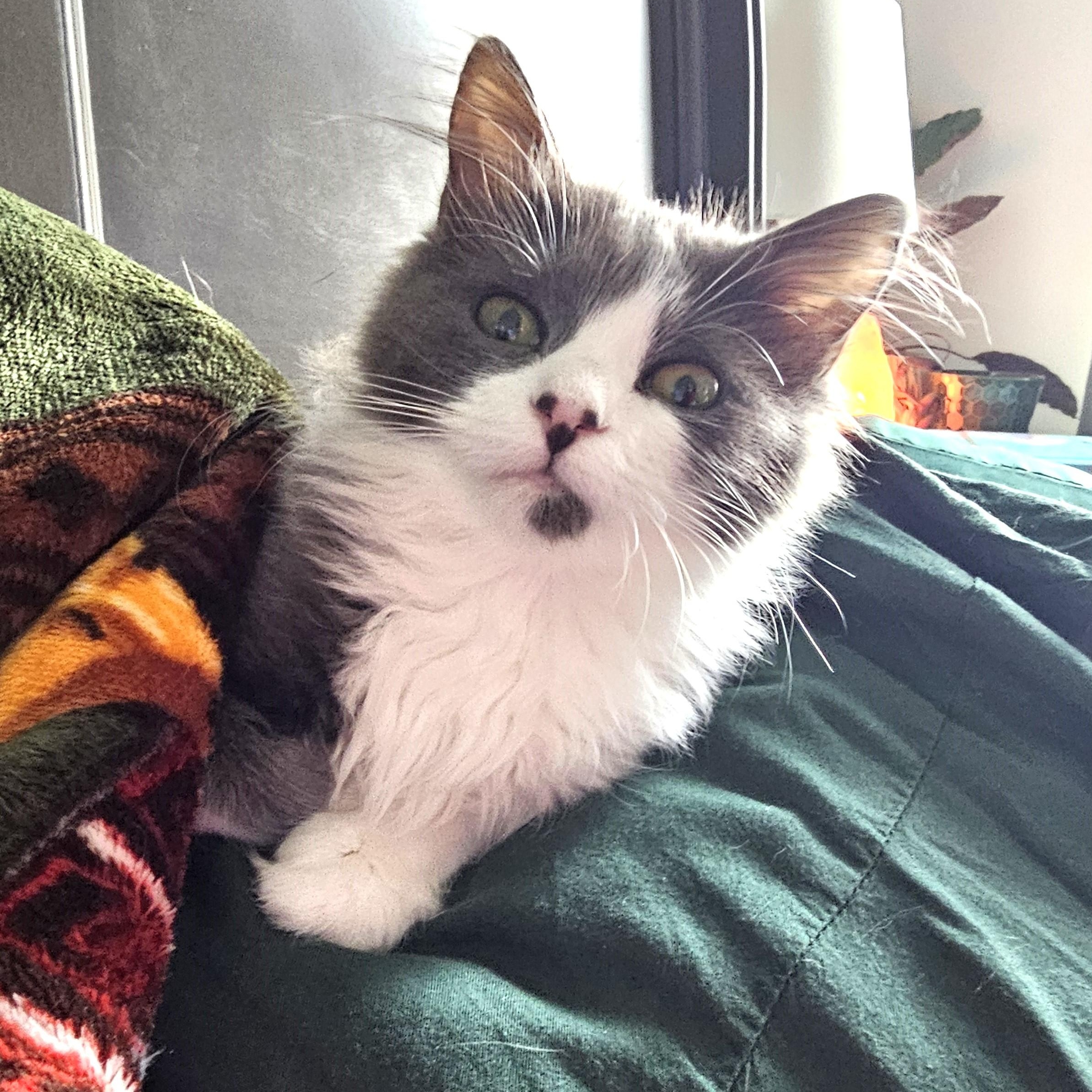 Enlarge Saeris, an adopted Domestic Medium Hair in Apex, NC image 2/5