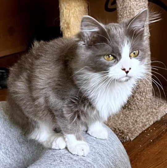 Enlarge Saeris, an adopted Domestic Medium Hair in Apex, NC image 3/5