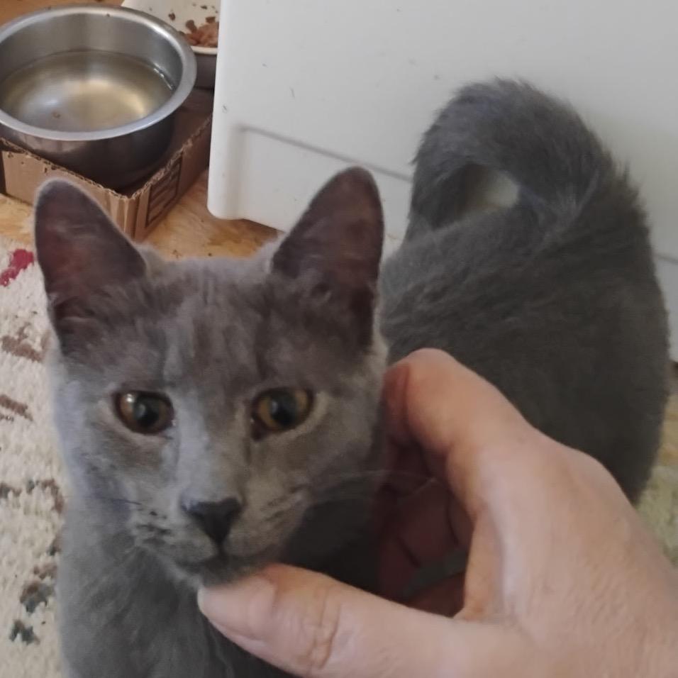 Margot, Adoptable, Young Female Domestic Short Hair.