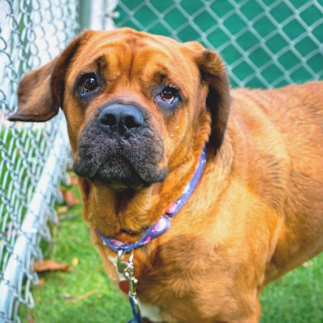 Enlarge Mulan, a Adoptable mixed breed in Warwick, RI image 1/2
