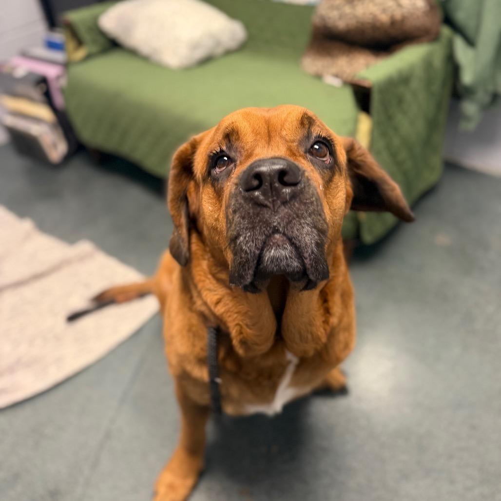 Enlarge Mulan, a Adoptable mixed breed in Warwick, RI image 2/2