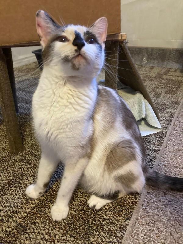 Snocone — thumbnail 2