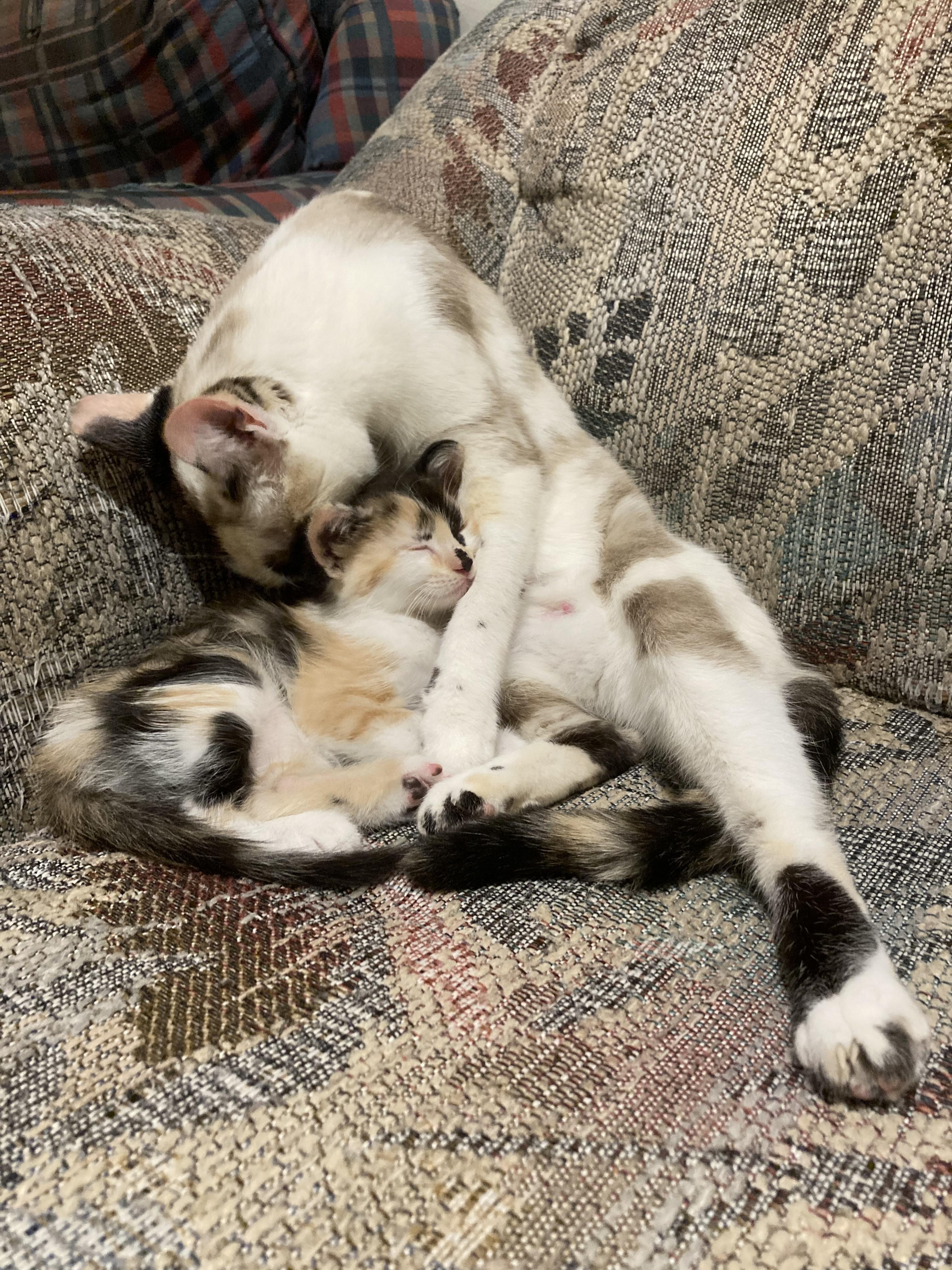 Snocone — thumbnail 3