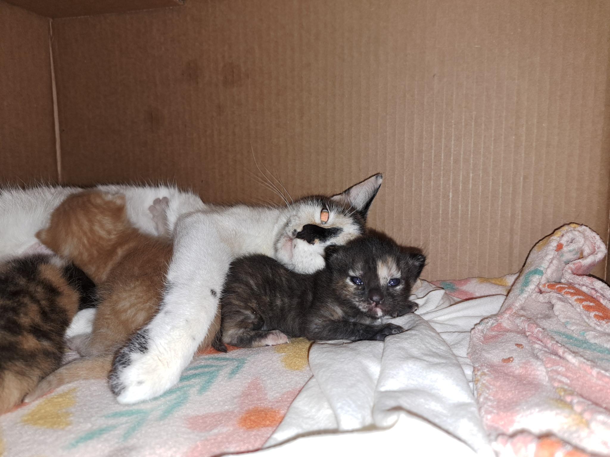 Snocone — thumbnail 4