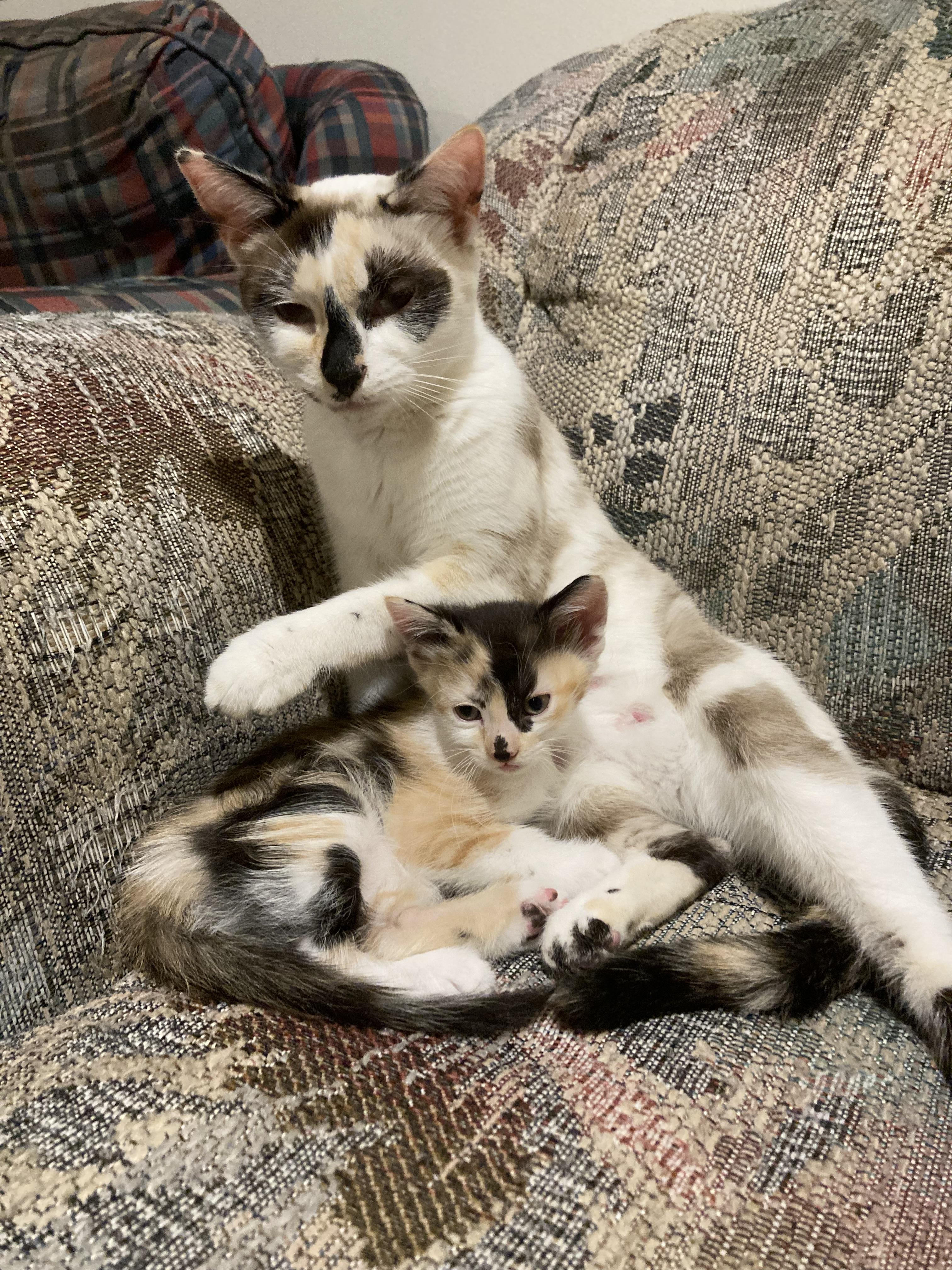 Snocone — thumbnail 5