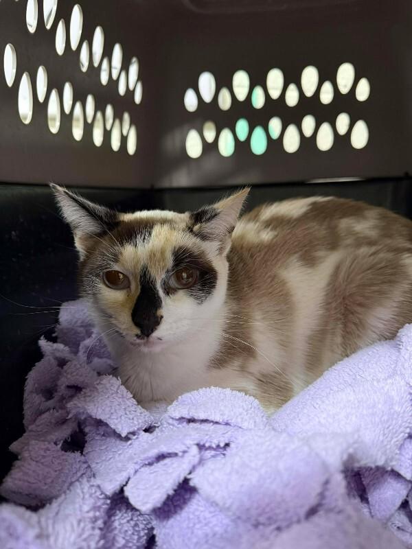 Snocone — thumbnail 6