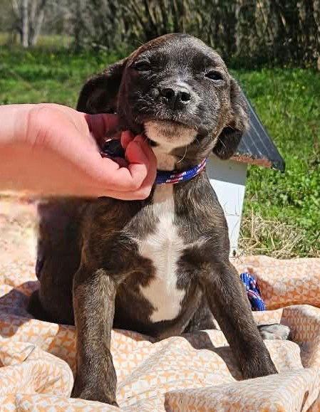 Enlarge Benedict CalliGrace, a Adoptable mixed breed in Wakefield, RI image 1/3