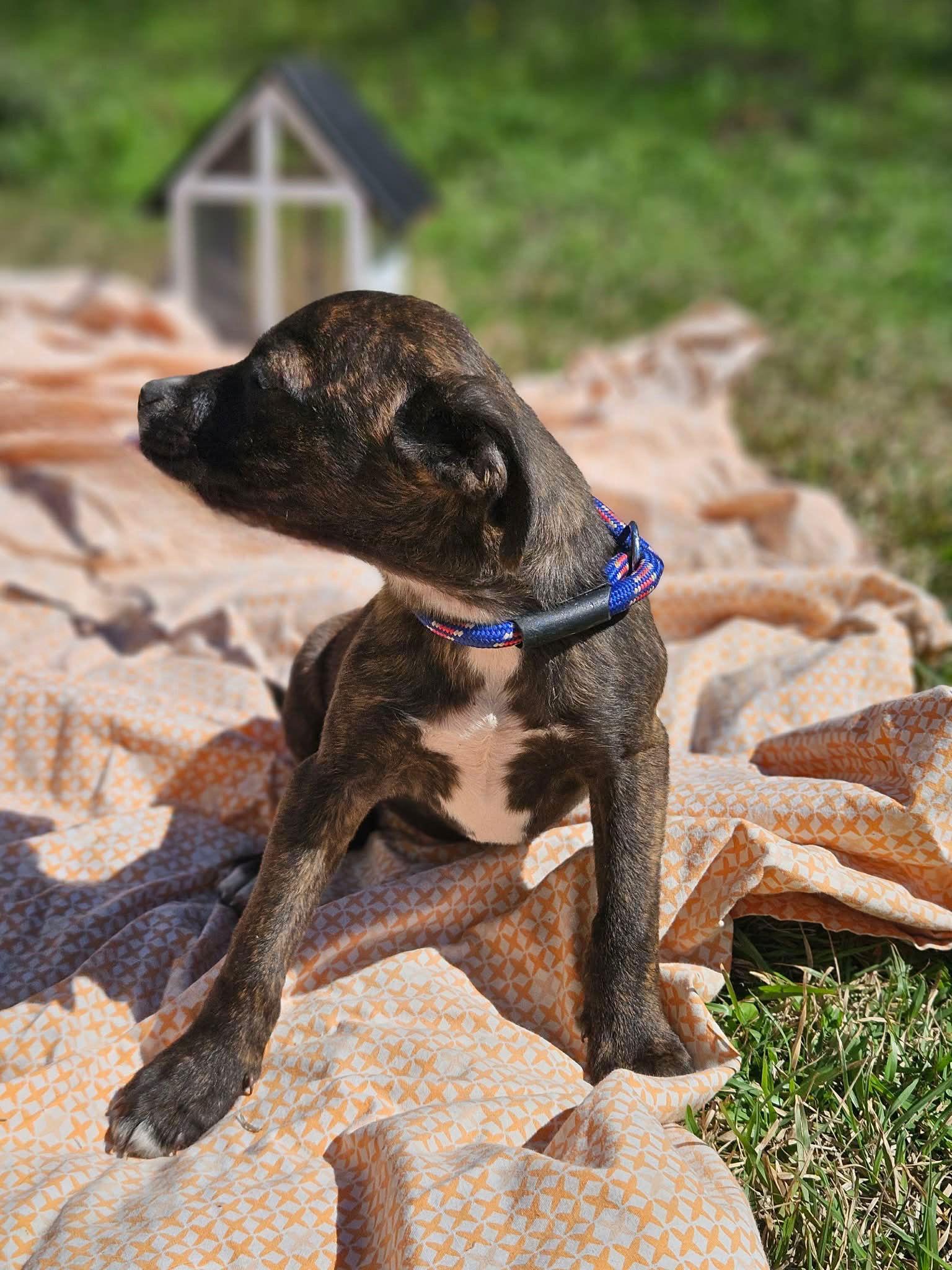Enlarge Benedict CalliGrace, a Adoptable mixed breed in Wakefield, RI image 2/3
