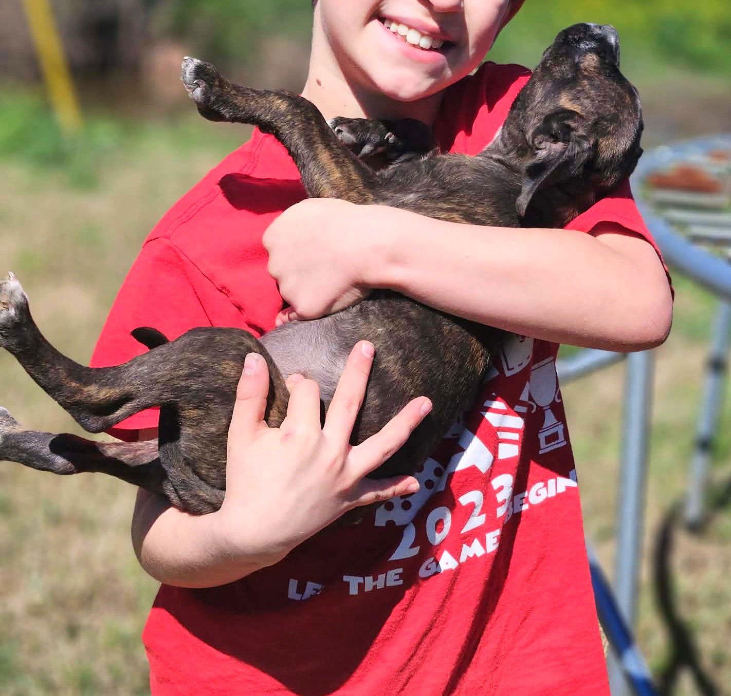 Enlarge Benedict CalliGrace, a Adoptable mixed breed in Wakefield, RI image 3/3