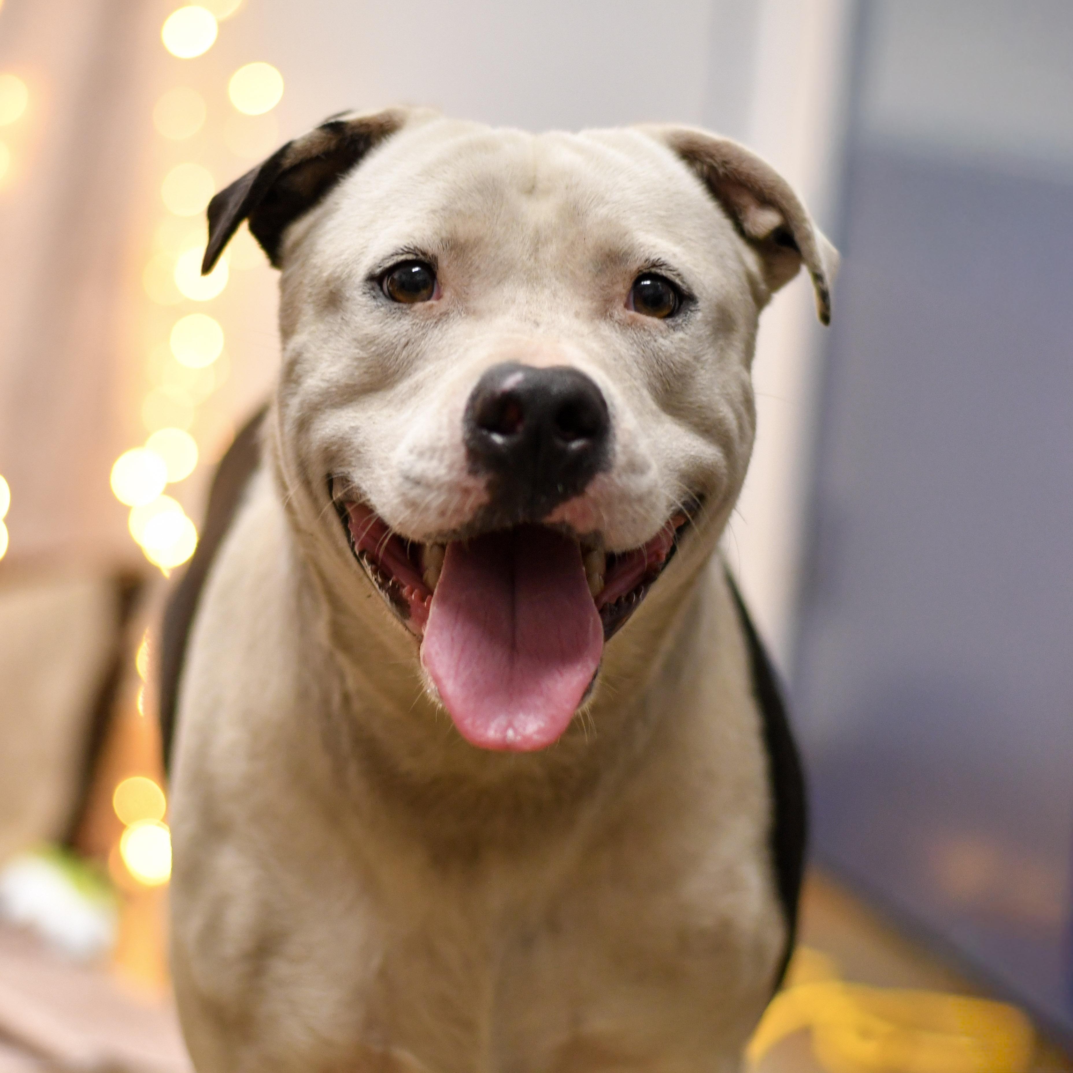 Jacks, a ADOPTABLE mixed breed in Defuniak Springs, FL image 1/2