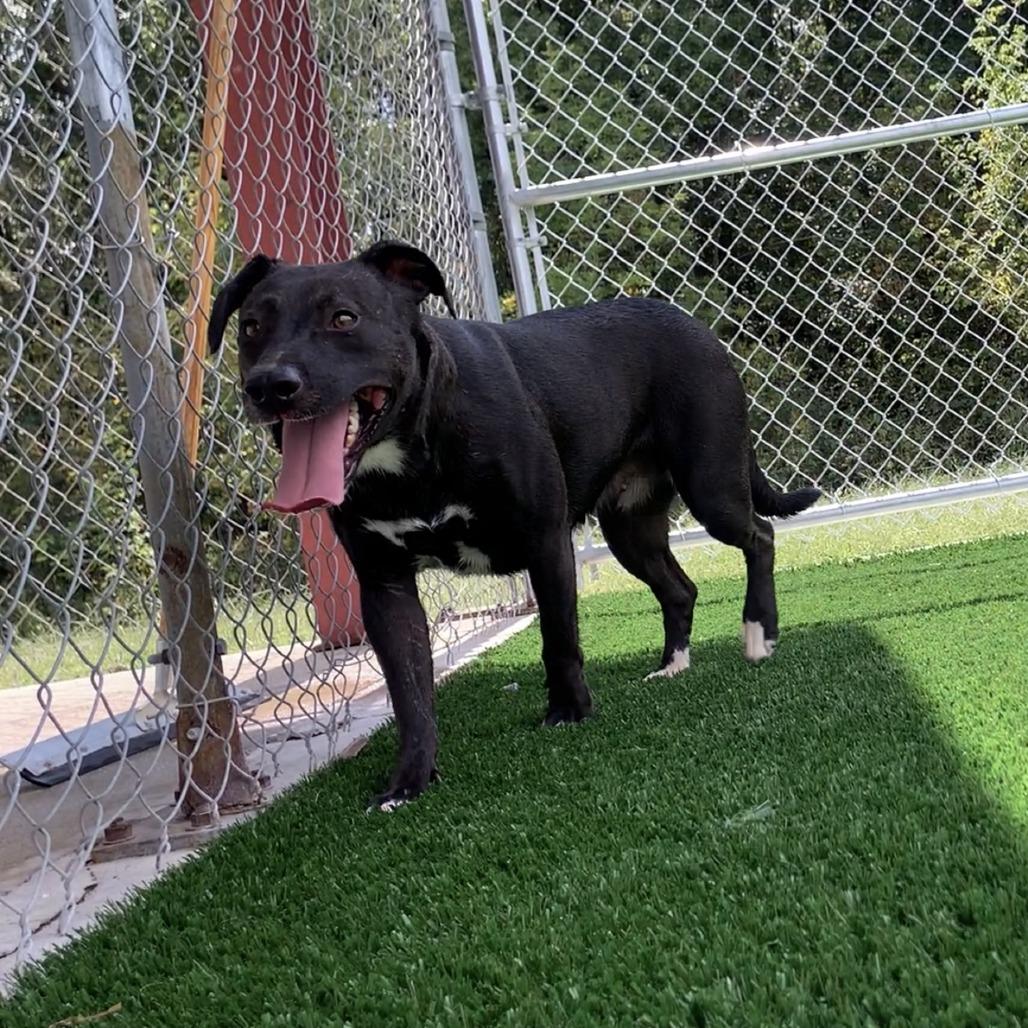 Tater Tot, Adoptable, Adult Female Catahoula Leopard Dog.