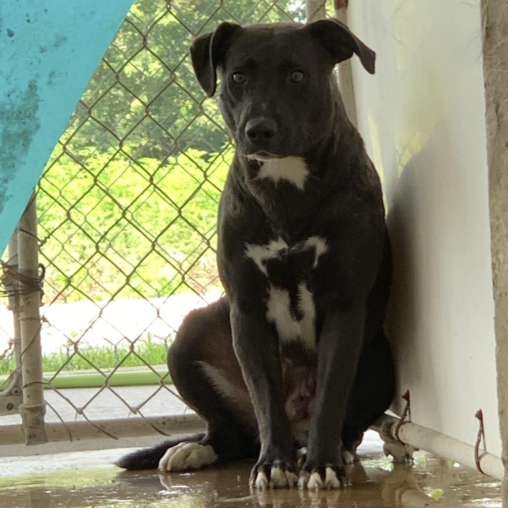 Tater Tot, a Adoptable Catahoula Leopard Dog in Brookfield, MO image 2/2