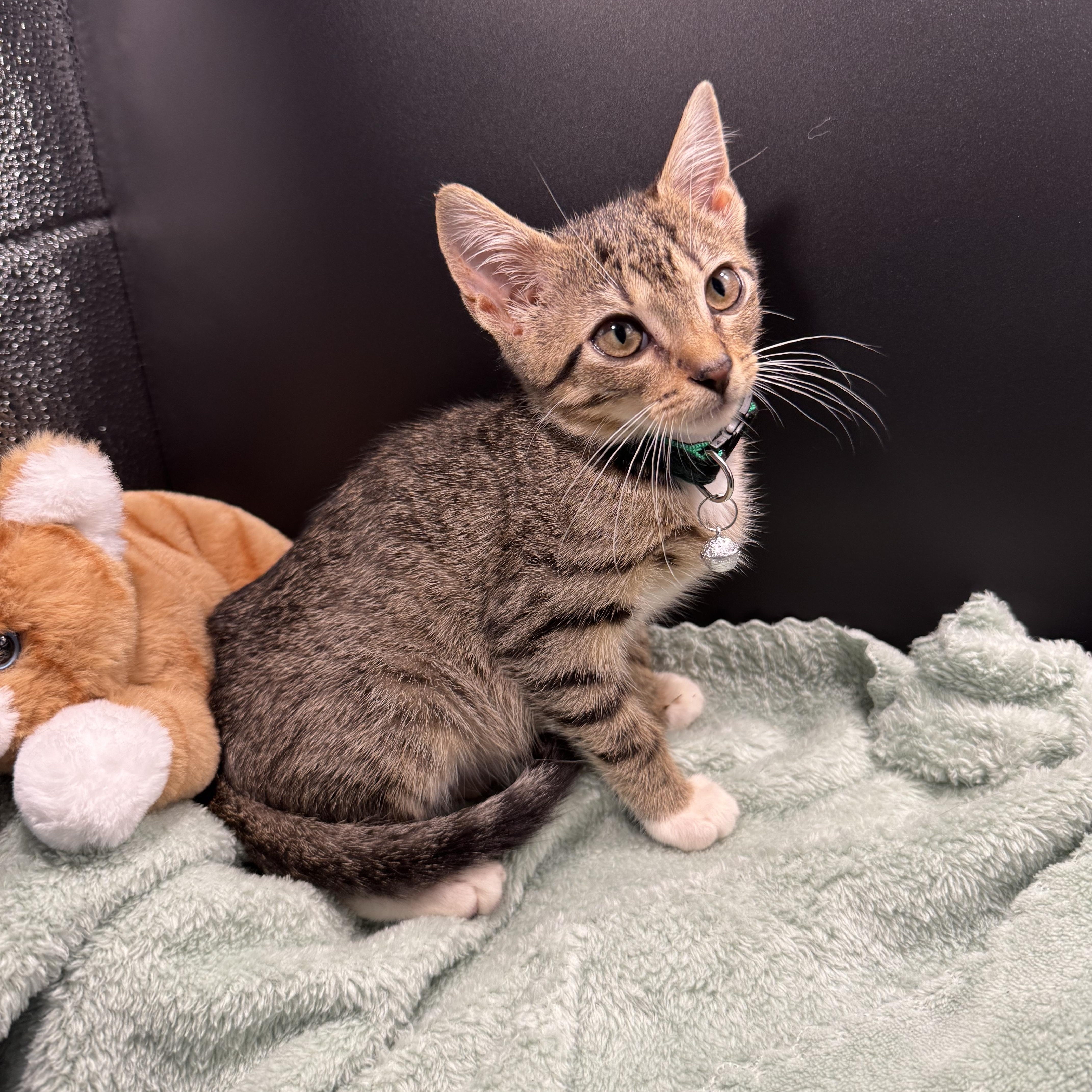 Enlarge Creme Brulee, a Adoptable mixed breed in Houston, TX image 5/6