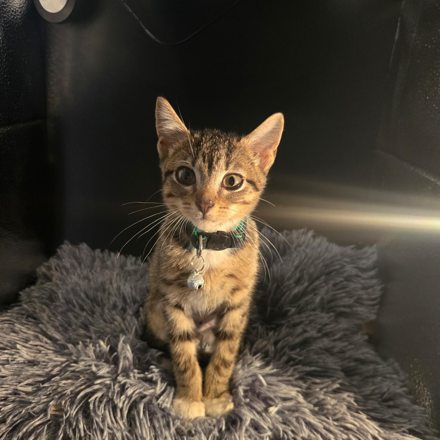 Enlarge Creme Brulee, a Adoptable mixed breed in Houston, TX image 4/6