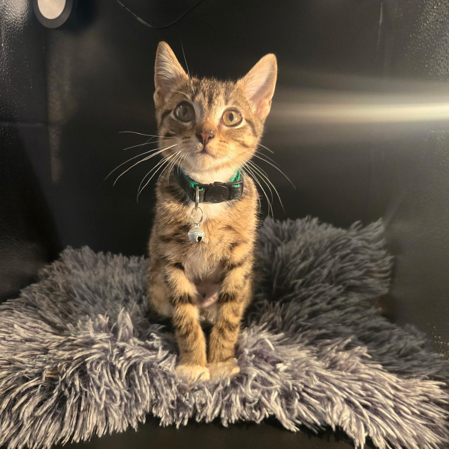 Enlarge Creme Brulee, a Adoptable mixed breed in Houston, TX image 3/6