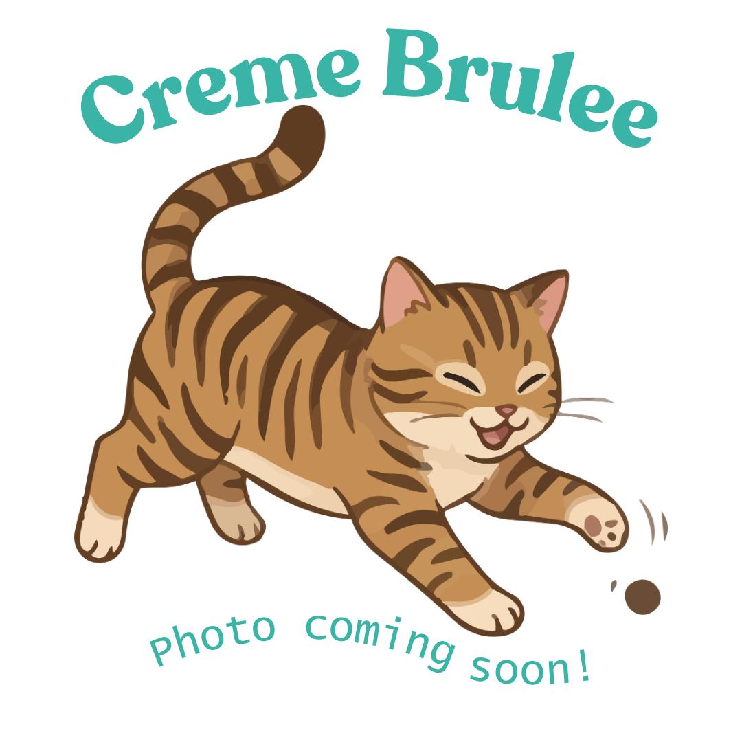 Creme Brulee, Adoptable, Kitten Female American Shorthair.