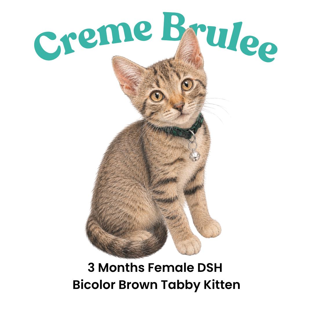 Enlarge Creme Brulee, a Adoptable mixed breed in Houston, TX image 2/6