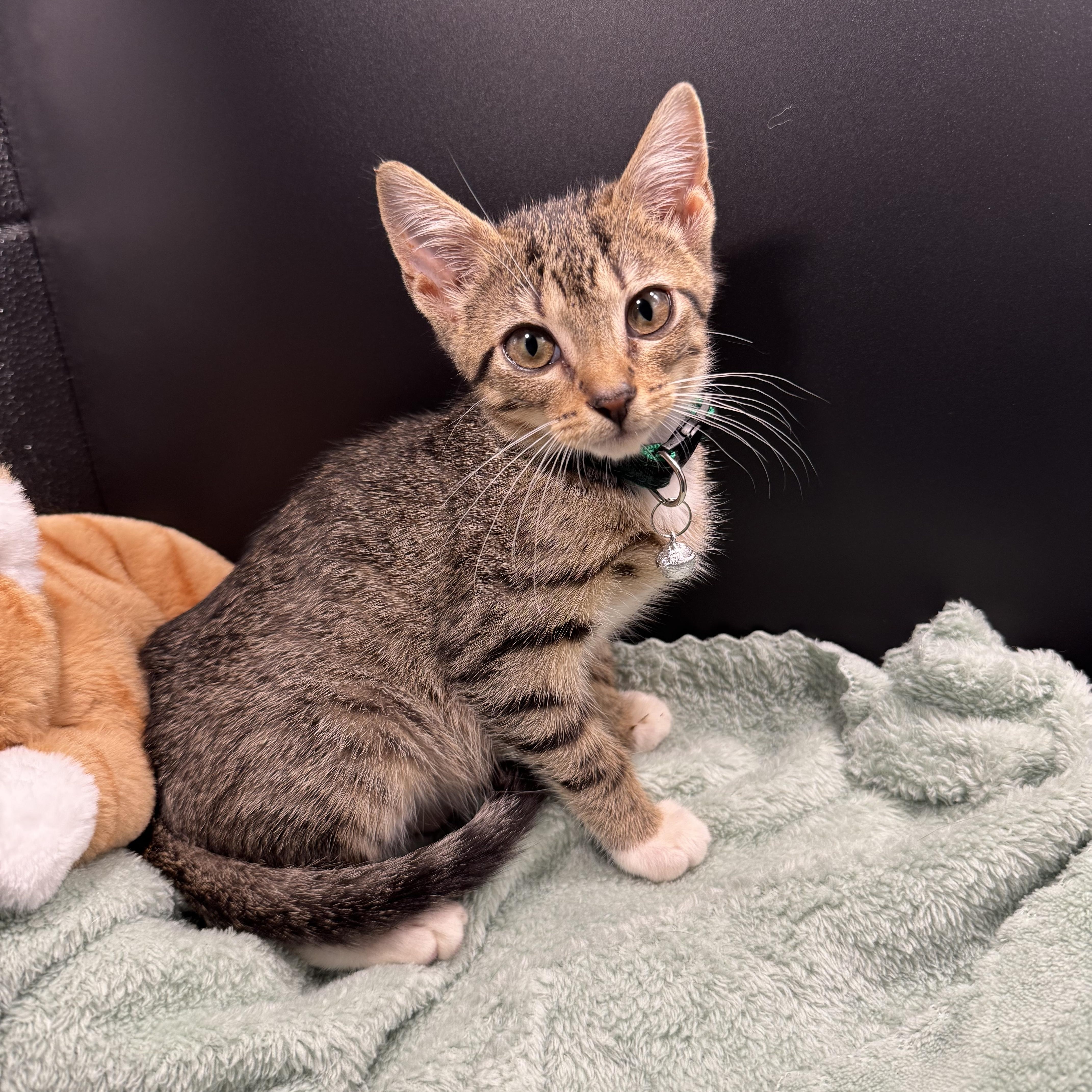 Enlarge Creme Brulee, a Adoptable mixed breed in Houston, TX image 1/6