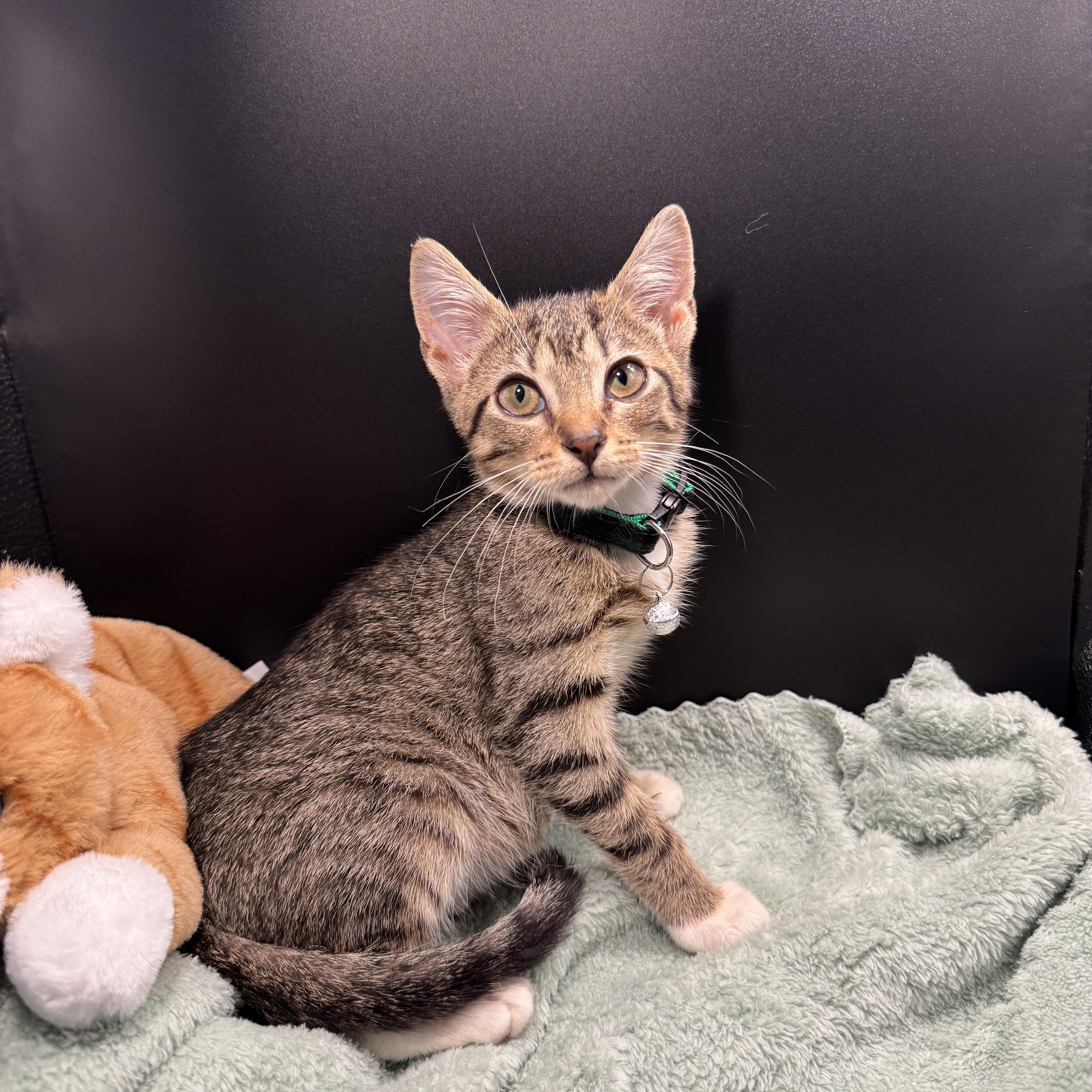 Enlarge Creme Brulee, a Adoptable mixed breed in Houston, TX image 6/6