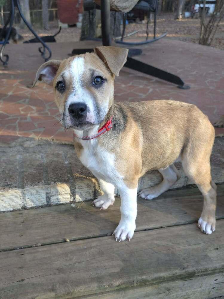 Enlarge Andy, a Adoptable mixed breed in Wake Forest, NC image 1/6