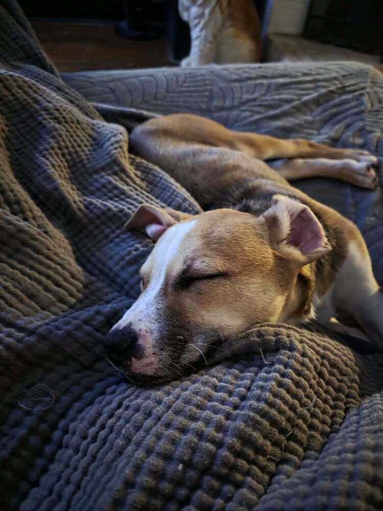 Enlarge Andy, a Adoptable mixed breed in Wake Forest, NC image 2/6