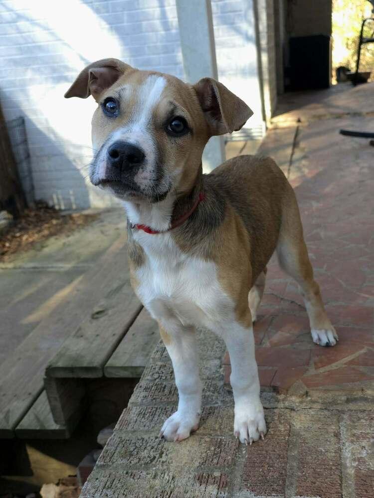 Enlarge Andy, a Adoptable mixed breed in Wake Forest, NC image 3/6