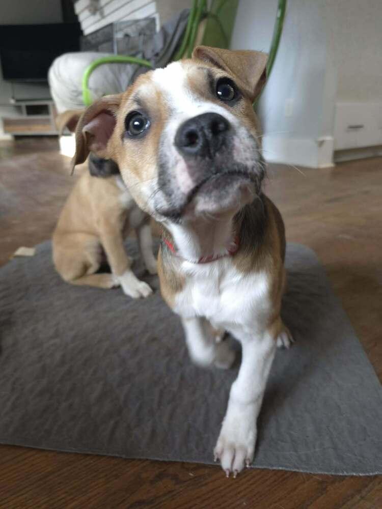 Enlarge Andy, a Adoptable mixed breed in Wake Forest, NC image 4/6