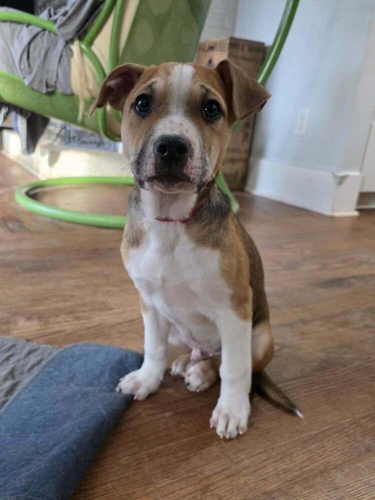 Enlarge Andy, a Adoptable mixed breed in Wake Forest, NC image 5/6