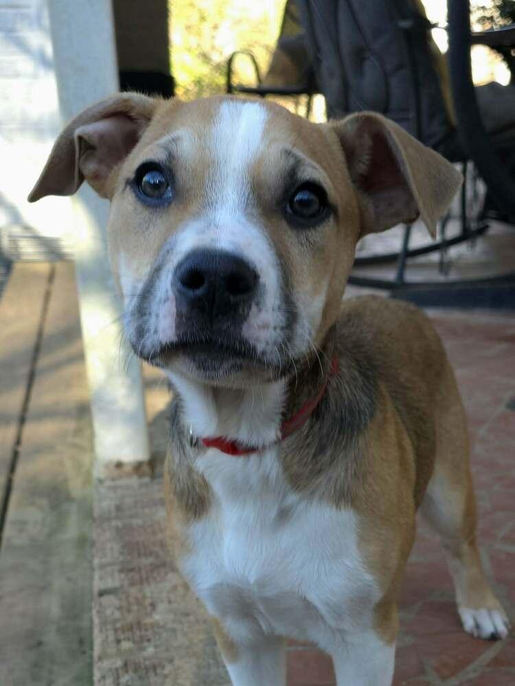Enlarge Andy, a Adoptable mixed breed in Wake Forest, NC image 6/6