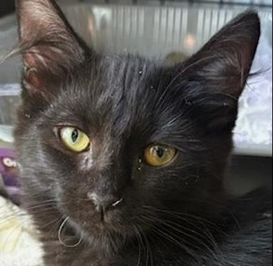Pricilla, Adoptable, Young Female Domestic Short Hair.