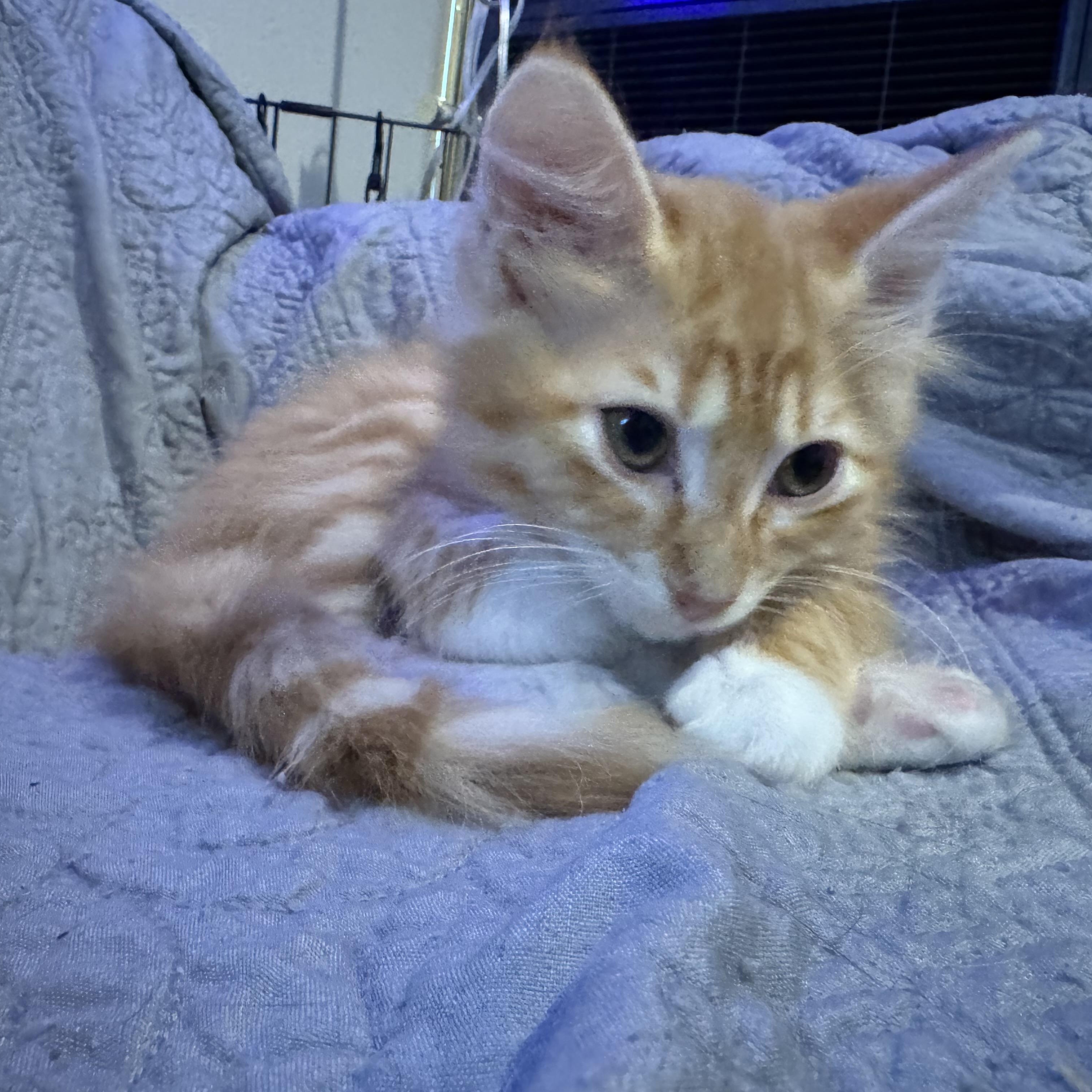 Lyon (bonded to London)