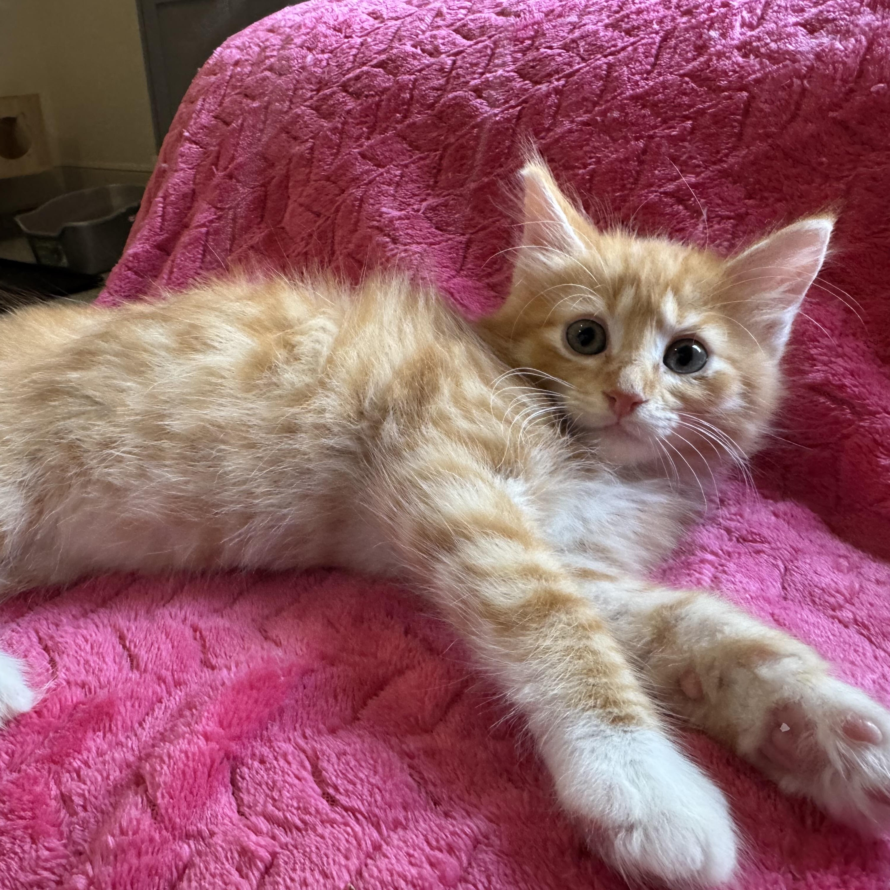 Lyon (bonded to London)